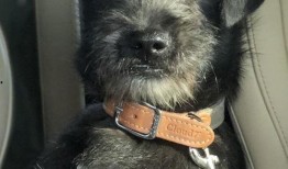 温馨小家流浪狗爆料视频,流浪狗在温馨小家的温馨故事